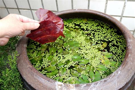 大葉欖仁用途|乾欖仁葉泡水養魚 水族玩家的秘方 